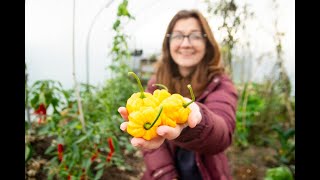 Chicken Chat + Is This The Hottest Pepper In North Wales?