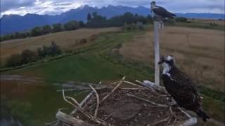 Charlo Mt.  Ospreys ~ Gone Fishing 9 6 16