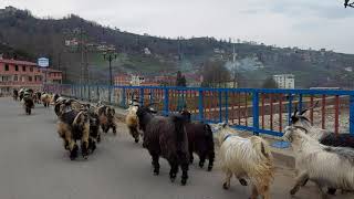 Trabzon Hayrat ilçesi Balaban köyünde keçi sürüsüne rastladık.