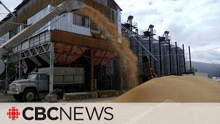 Russia suspends participation in Ukraine grain deal