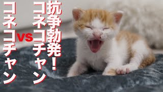 障害疑いの子猫、兄弟子猫に抗争を仕掛ける The resucued kitten's conflict