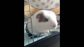 ［モルモット］何か言いたいピータンGuinea pig who wants to say something