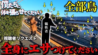 【全身にエサ】浜名湖佐久米駅でカモメの大群に襲われてください！