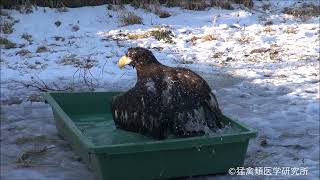 雪景色の中オオワシがひたすら水浴び