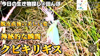 【神秘的な瞬間！】クビキリギスの美しい脱皮直後