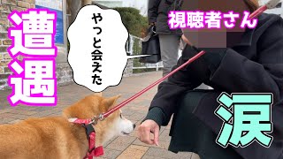 柴犬小春　【またまたこの日が】ガチ視聴者さんと涙の遭遇！神戸魔法の壺プリンが結んだ出会い