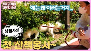 요즘 봉사활동의 대세로 떠오른 '유기견 산책봉사'~