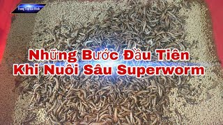 Hướng Dẫn Cách Nuôi Sâu Superworm Cho Những Bạn Mới Tập Nuôi|Trang trại gia đình