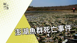 【漁業資源】澎湖魚群死亡事件｜魚群因棲地破壞無法避寒 (我們的島 第442集 2008-02-29)