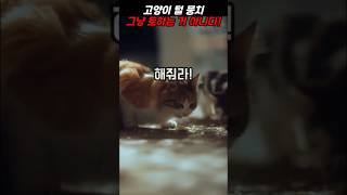 고양이 털 뭉치 위험하다?