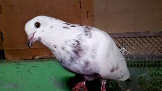 My white giribaz pigeon