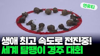 [지구촌톡톡] 생애 최고 속도로 전진중! 세계 달팽이 경주 대회 外