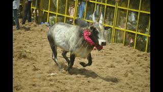 மருதாந்தலை ஜல்லிக்கட்டு 2024 புகைபடங்கள் .Maruthanthalai Jallikattu Photos