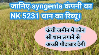 देखिए syngenta कंपनी के NK 5231 धान की रिव्यू।। 🤔