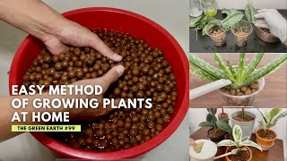 #99 16 Plants that I Have Grown Successfully Without Soil | Houseplants that can