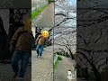 桜並木さんぽ2023 cherryblossom 桜並木 犬と散歩 dog