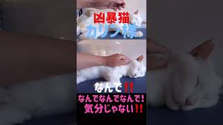 凶暴猫のカリン様‼️気分じゃないと強烈猫パンチ #shorts