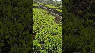 Spinach | #Nava Sedhya Organics | we are conducting harvesting program in our farm