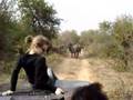 Extreme Buffalo Safari at the Kruger National Park