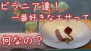 ピラニアって１番なにが好きなの？捕食シーンがございますので注意