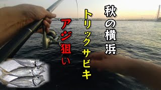 【秋の横浜アジ】9月下旬のふれーゆ裏。トリックサビキでアジ狙い‼