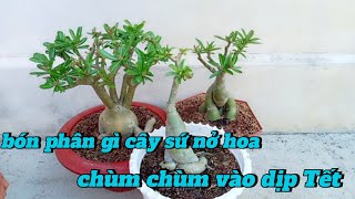 bón phân gì cho cây sứ nở hoa chùm chùm vào dịp Tết