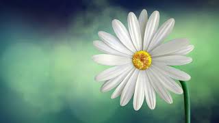 Enchanting Serenity: Blissful Ambient Music and Captivating Flower Scenes for Relaxation