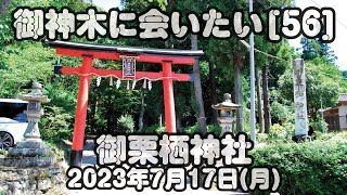 御神木に会いたい[56] 御栗栖神社 2023年7月17日(月)