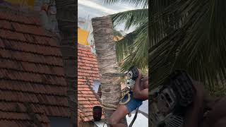 Cutting coconut #chainsaw #stihl #construction #tamil #fitness  #coconut #skills