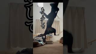 黒ラブ「犬」になる#dog #shorts