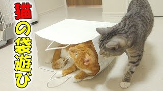 猫ズが仲良く紙袋で遊んでいる【かわいい】