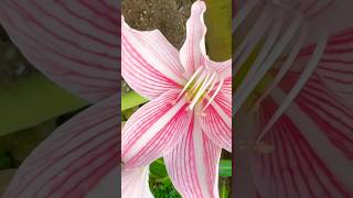 Amaryllis - in Samar Island Philippines