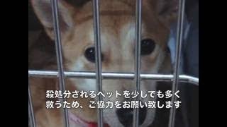 犬・猫最終地 東京都ペット殺処分場『城南島愛護センター（保健所）』