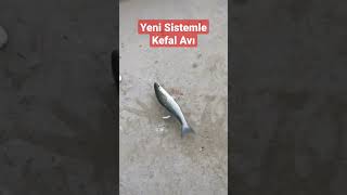 Yeni Sistemle Kefal Avı 🎣 Balık Avı Ve Teknikleri