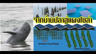 โครงการบ้านปลาsolar cell นำเสนอSCG