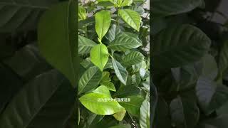 栀子花叶片为什么落了/新环境的适应