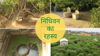 Vrindavan Nidhivan | वृंदावन निधिवन का अद्भुत रहस्य | Nidhivan | Nidhivan Yatra | Story Nidhivan ki