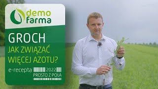 Groch - jak związać więcej azotu?