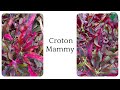 most popular croton varieties best types of croton plants to grow at home croton species