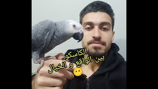 لماذا ببغاء الكاسكو افضل خيار