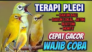 Terapi pleci agar cepat Gacor dan buka paruh, mengatasi pleci macet bunyi agar kembali aktif bunyi