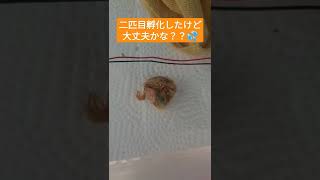 ヒメウズラ観察3日目　#姫うずら #動物 #卵 #孵化 #鳥