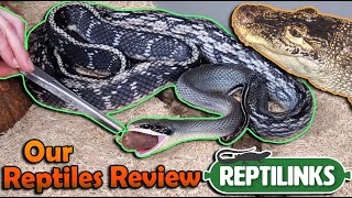 Our Reptiles Try Reptilinks for the First Time!