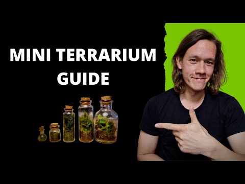 How To Make FIVE Different Mini Terrariums