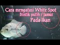 Cara mengobati ikan yang terkena whitespot / jamur