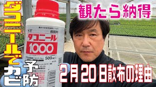 【園芸ユーザー様】ネメシア・2月20日発病前にダコニールで菌をブロックする仕組み【ネメシア2月】