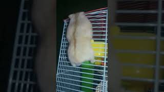 Fat hamster climbing wire cage 🐹🐹🐹 #short #shorts #hamster #hamsters #hamsterlucu