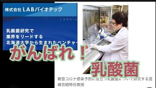 【研究】コロナ予防の乳酸菌研究開始！