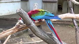 #鳥類　#ベニコンゴウインコ　#Red-and-green Macaw    #千葉市動物公園　2022. 9. 4