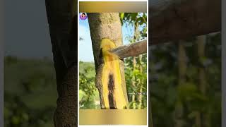 😱Why this Tree is so Expensive ? | இந்த மரத்தை எதுக்காக இப்படி பண்றாங்க| #shorts